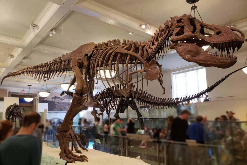 Nueva York en 5 días - Museo de Historia Natural
